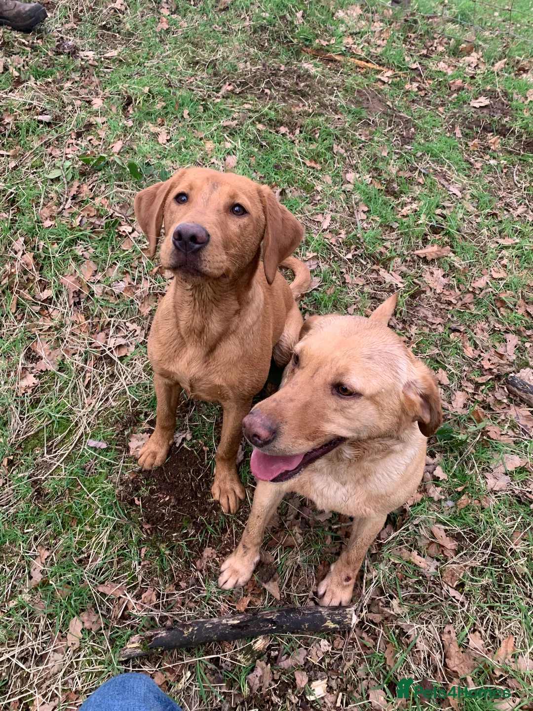 Gallery Image {{count}}