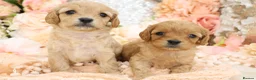 Cavapoo dogs for sale: *HEALTH TESTED*Cavapoo Puppies 5*LICENSED BREEDER* - Advert 6