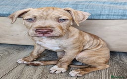 Mixed Breed dogs for sale: Bully Mix pups ‼️Reduced‼️ in Dagenham - Image 22