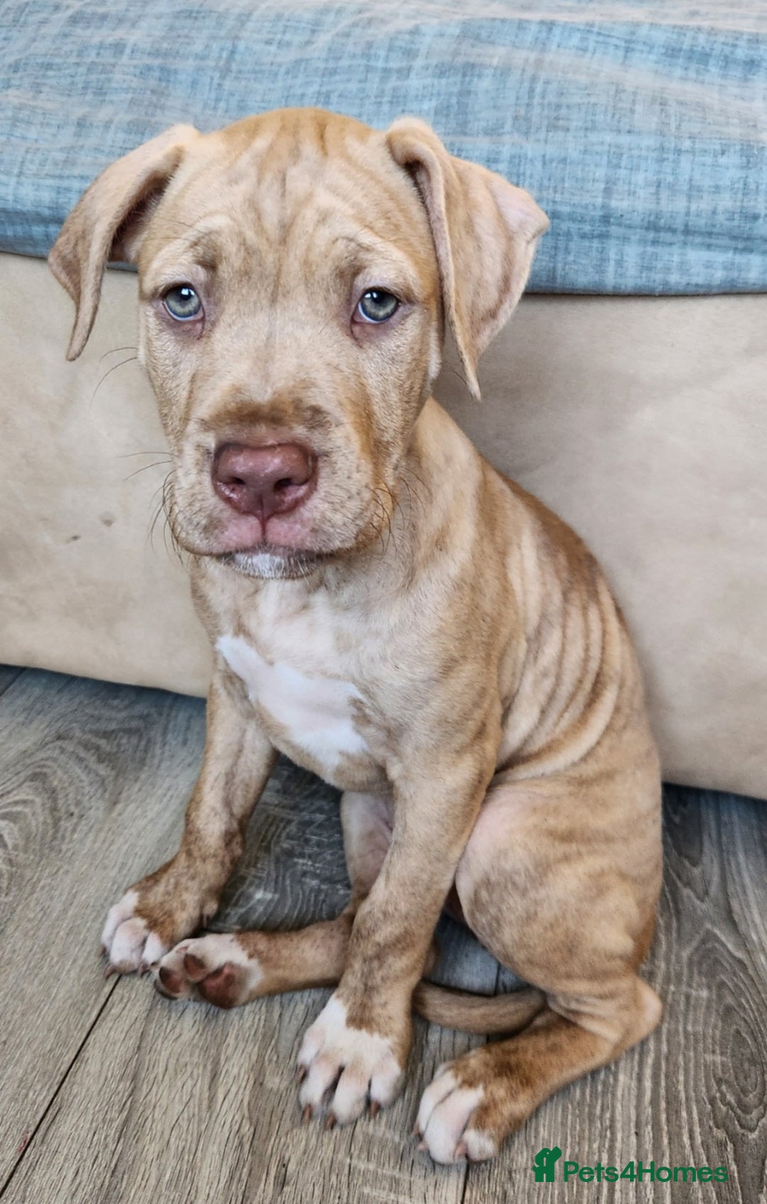 Mixed Breed dogs for sale: Bully Mix pups ‼️Reduced‼️ in Dagenham - Image 22
