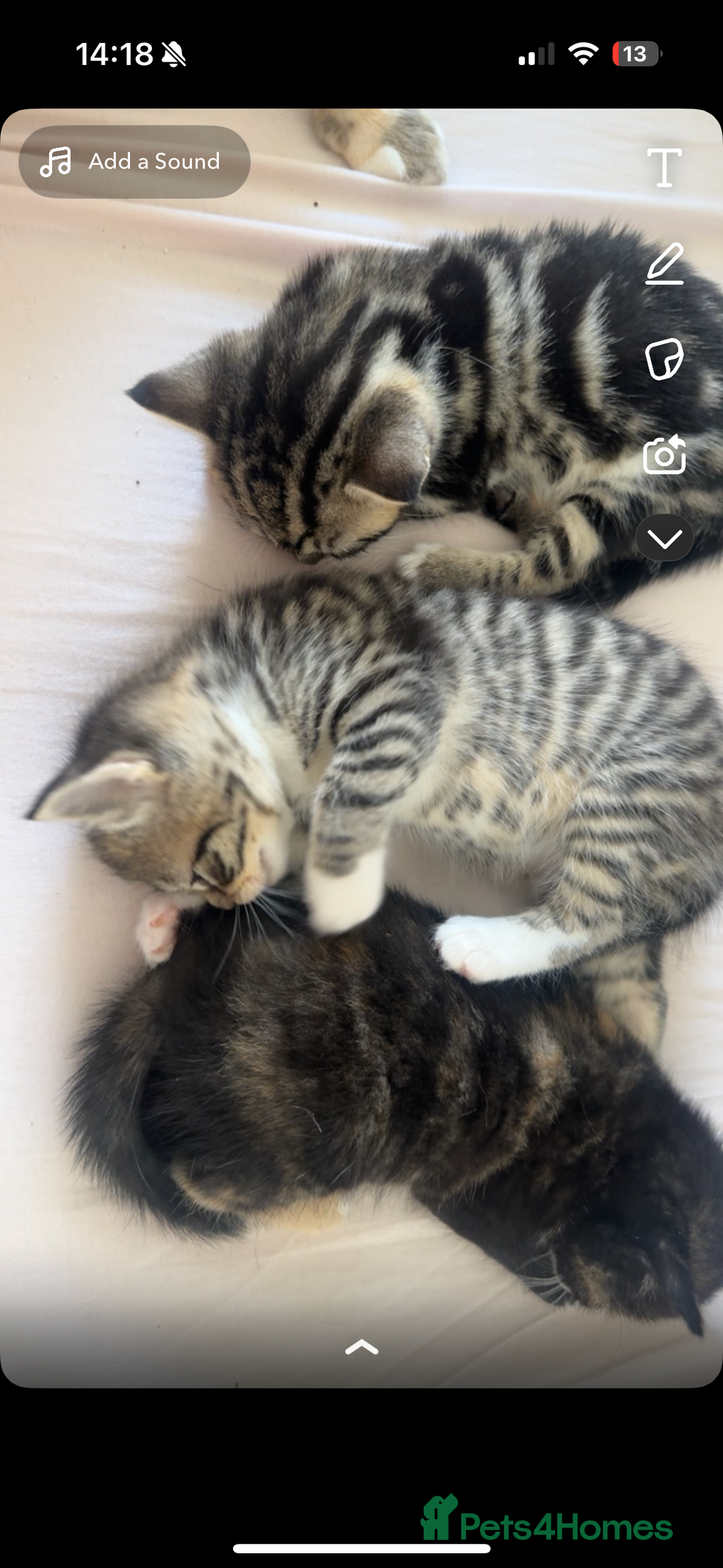 Mixed Breed cats for sale: Mixed Ragdoll / Tabby Adorable Kittens  - Image 25