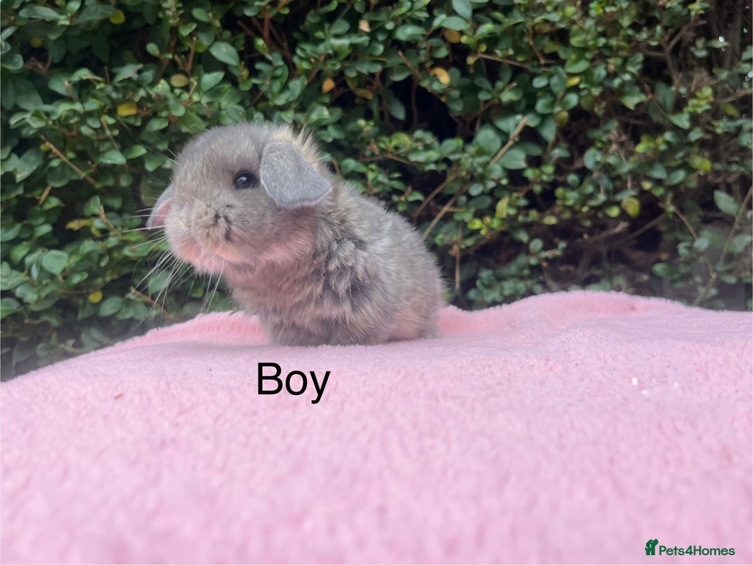 Mini Lop rabbits for sale: Mini lops and mini double maned lionheads  - Image 4