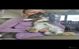 Mixed Breed rabbits for sale: Giant French lop x - Image 2