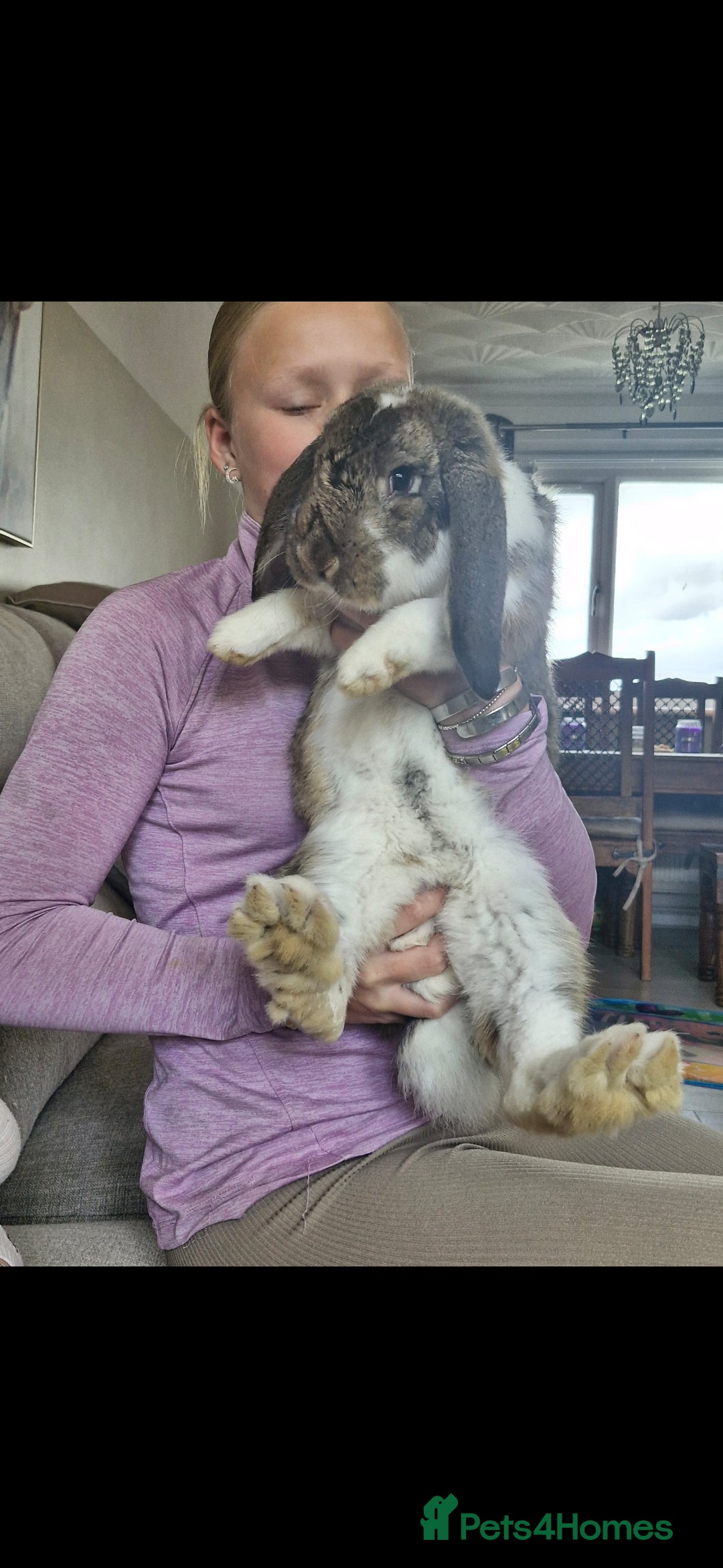Mixed Breed rabbits for sale: Giant French lop x - Image 2