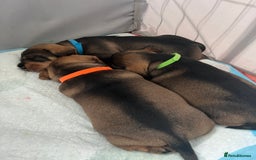 Dachshund dogs for sale: Wire haired Dachshund Teckel Puppies - Advert 7