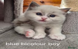 Ragdoll cats for sale: 5 GCCF Pedigree Ragdoll kittens for sale - Image 18