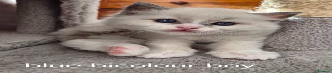 🤍blue bicolour boy 
