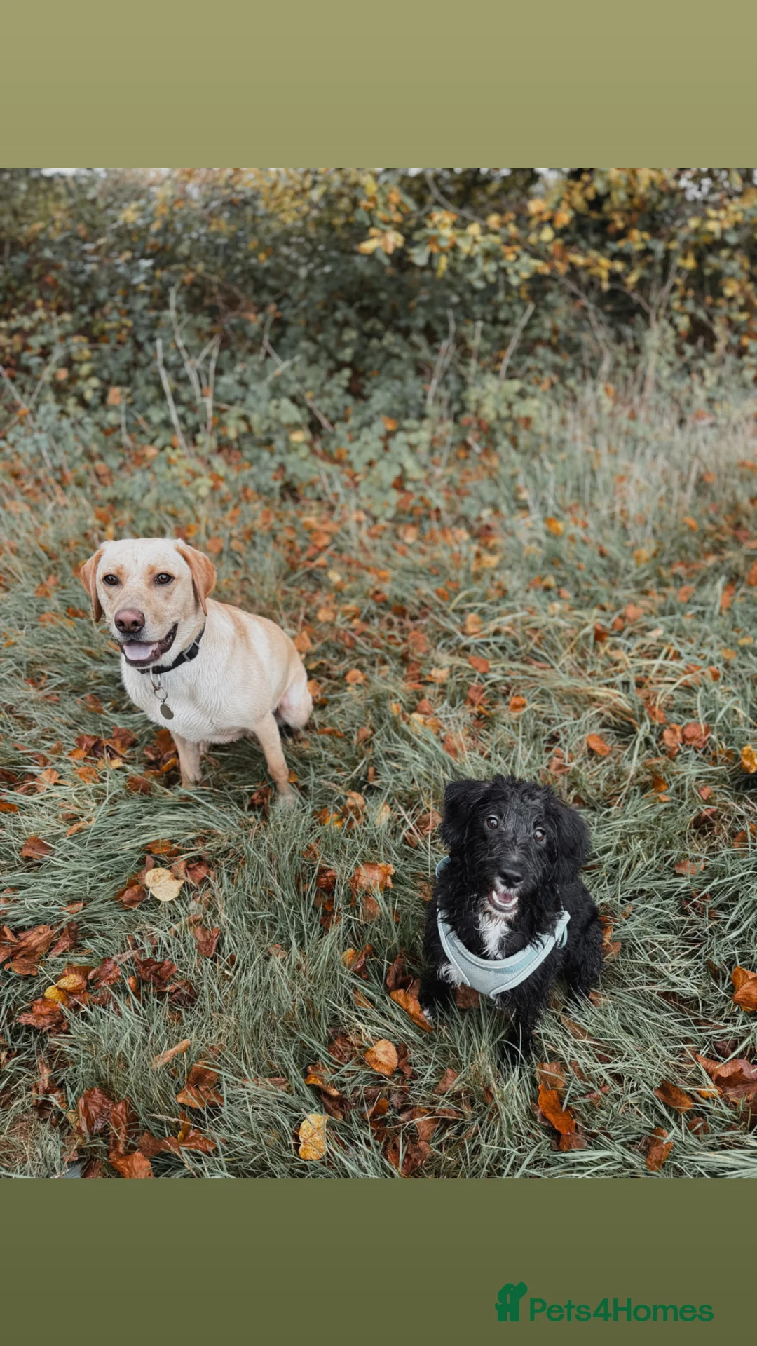 Jackapoo dogs for sale: 1 year old Jack-a-poo in Tunbridge Wells - Advert 2