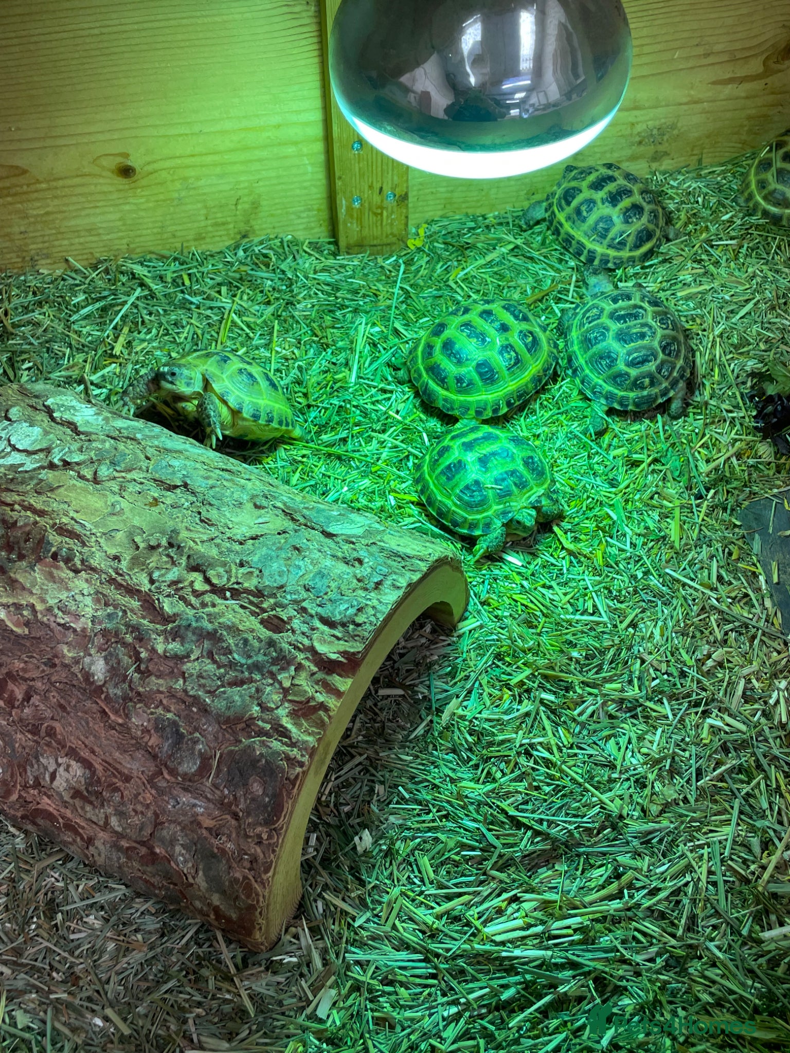 Tortoise reptiles for sale: Baby Horsefield Tortoises Available  - Advert 1