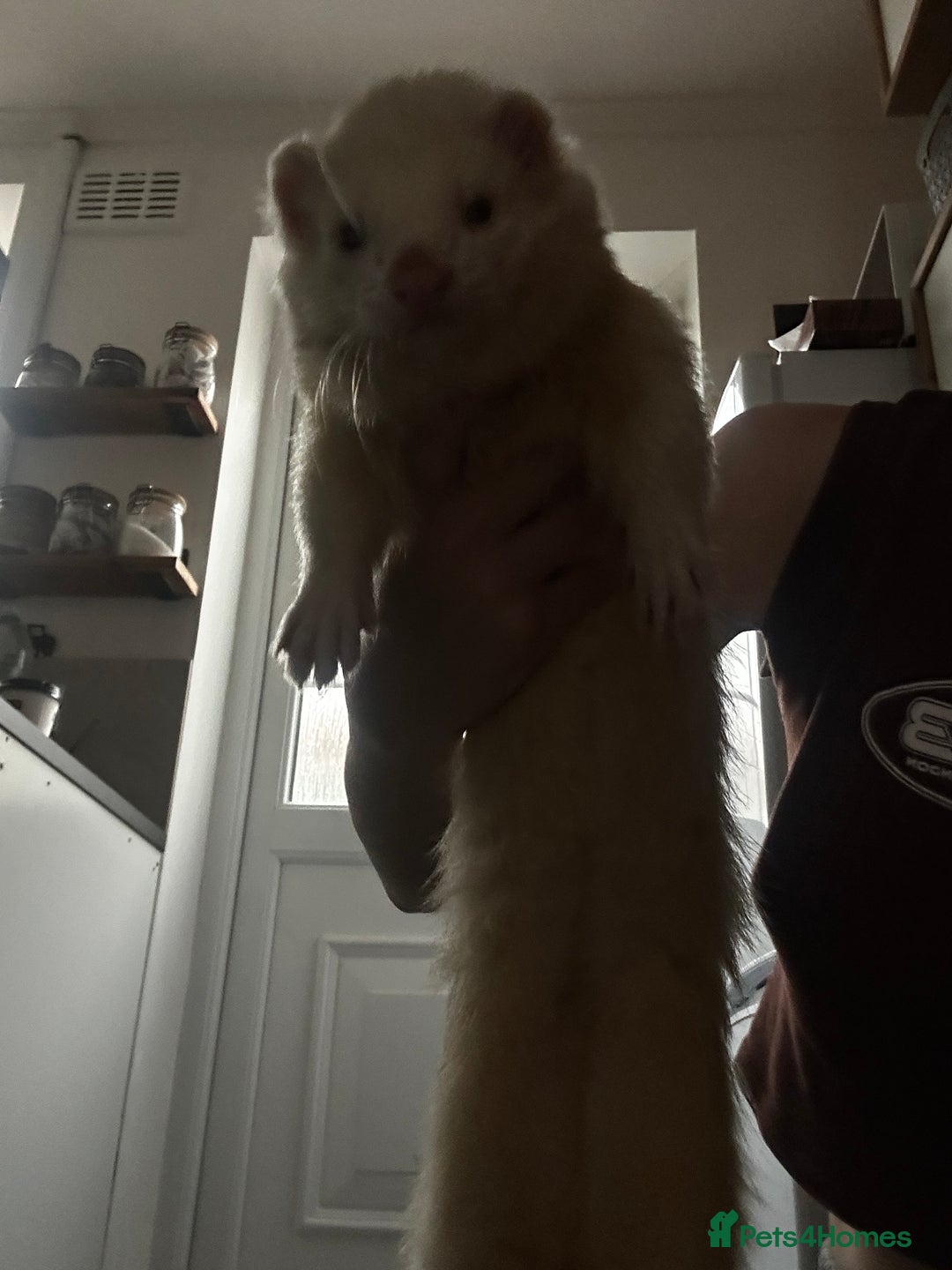 Ferret rodents for sale: Male ferrets looking for home. - Image 5