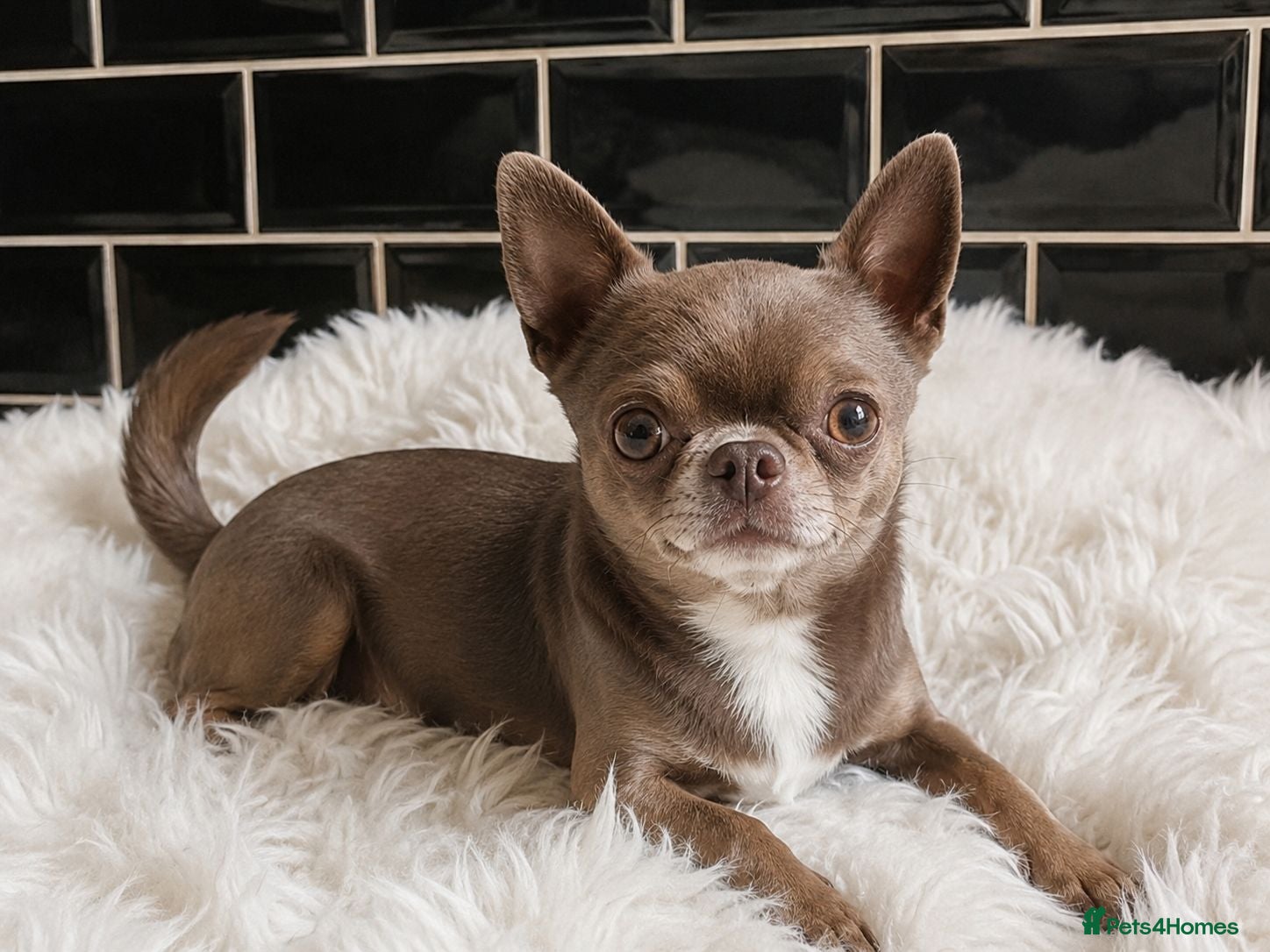 Chihuahua dogs KC reg-Health tested-PROVEN  - Advert 1