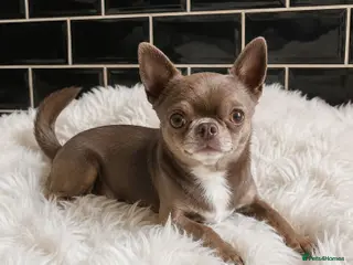 Chihuahua dogs KC reg-Health tested-PROVEN - Advert 1