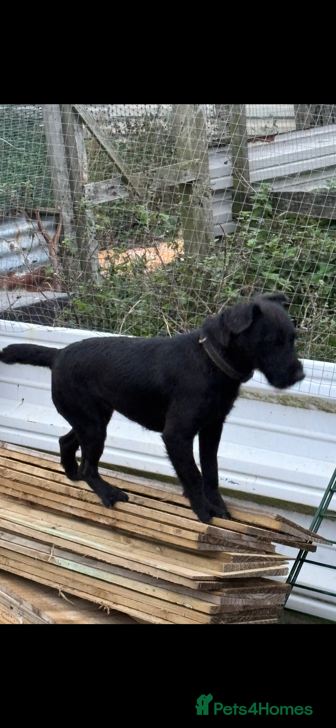Patterdale Terrier dogs for sale: Patterdale terrier bitch  - Advert 3
