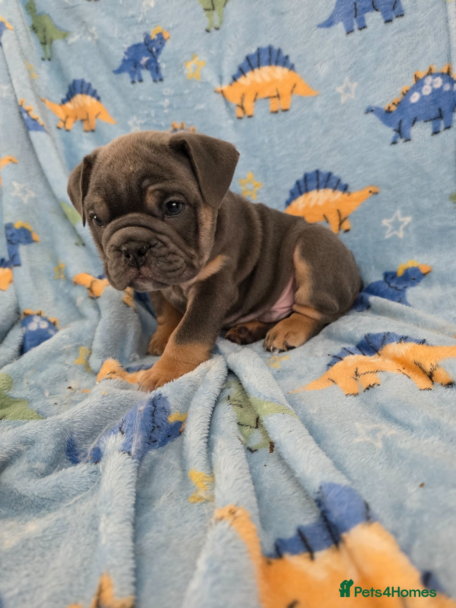 English Bulldog dogs british bulldog pups - Advert 4