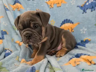 English Bulldog dogs british bulldog pups - Advert 5