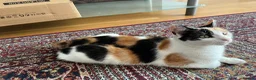 Mixed Breed cats for sale:  2 adorable kittens are looking for a ne  in Orpington - Advert 9