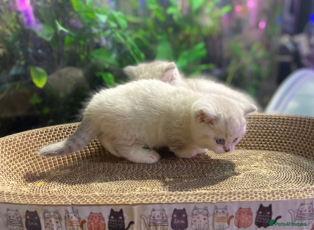 Scottish Fold cats for sale: TICA Full Pedigree kitten available  - Image 29