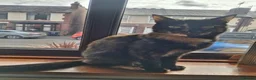 Domestic Shorthair cats for sale: 3 beautiful loving boys  - Advert 5