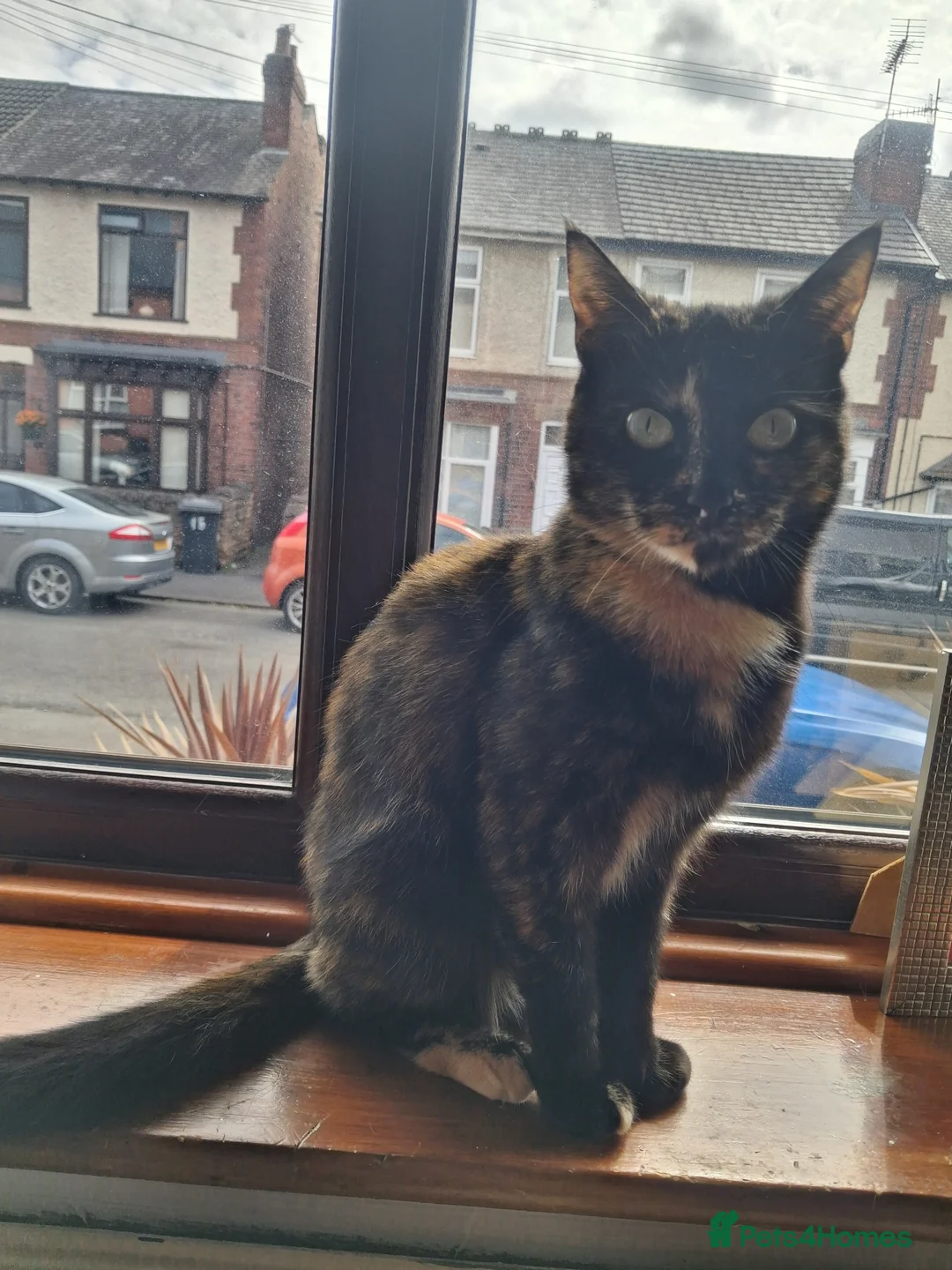 Domestic Shorthair cats for sale: 3 beautiful loving boys  - Advert 5