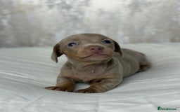 Miniature Dachshund dogs for sale: quality minature dachshunds (ready 14th october) - Image 17