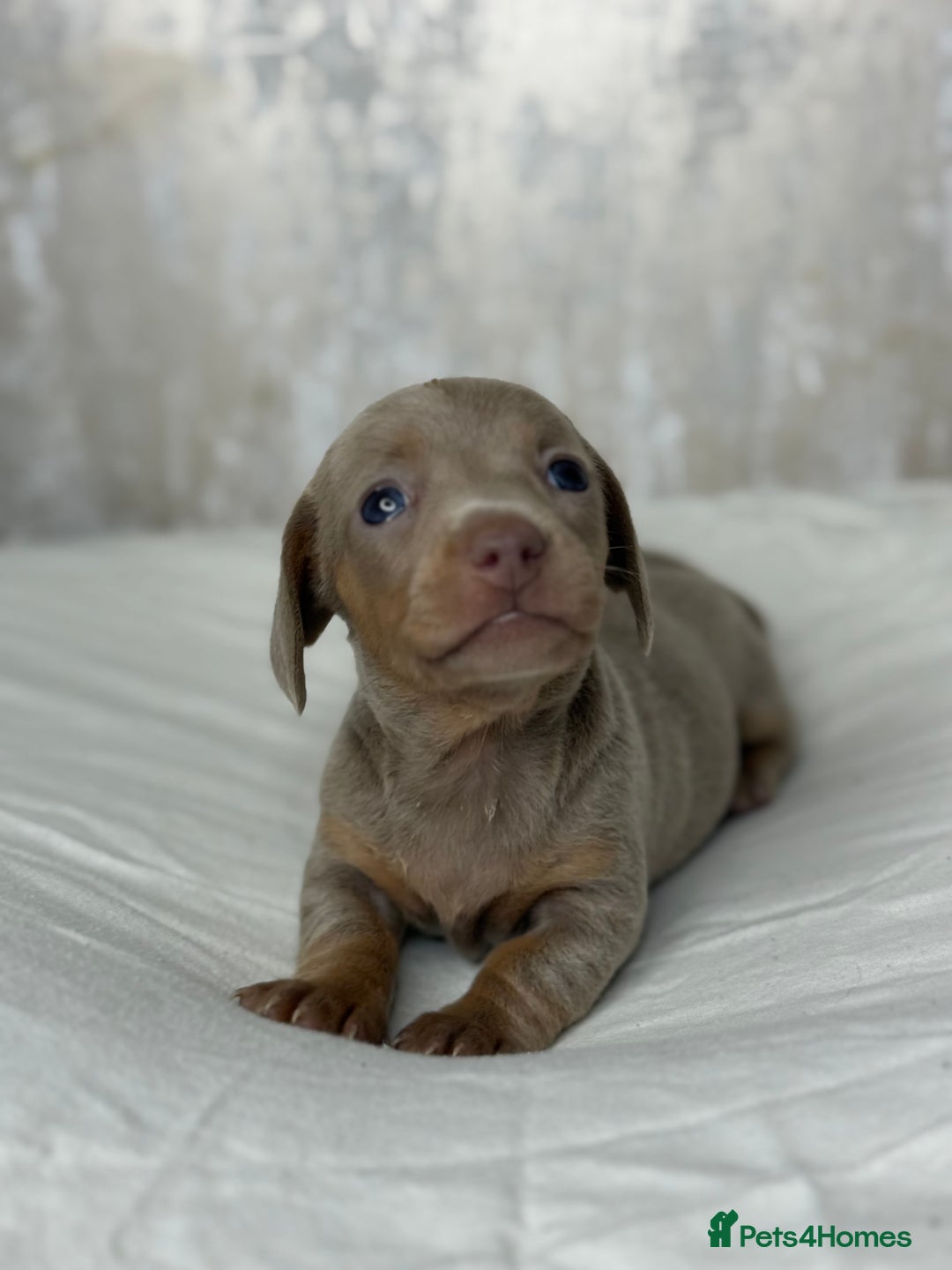 Miniature Dachshund dogs for sale: quality minature dachshunds (ready 14th october) - Image 17