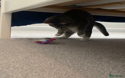 Ragdoll cats for sale: Ragdoll cross silver tabby kitten - Image 4