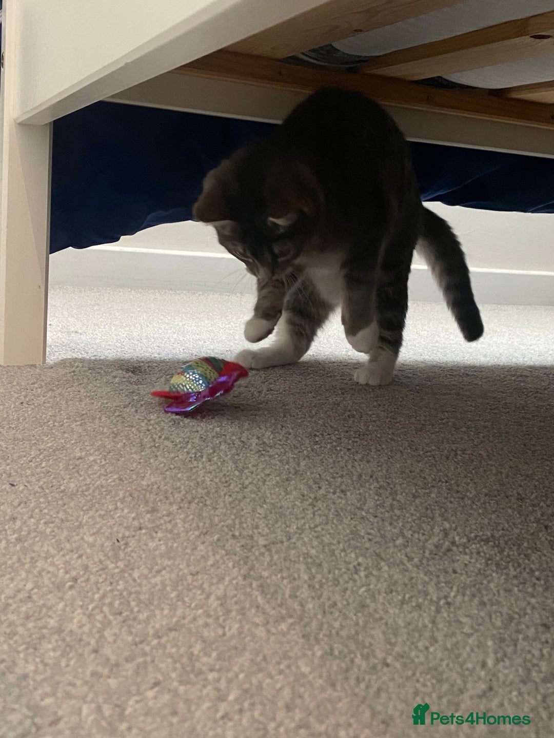 Ragdoll cats for sale: Ragdoll cross silver tabby kitten - Image 4