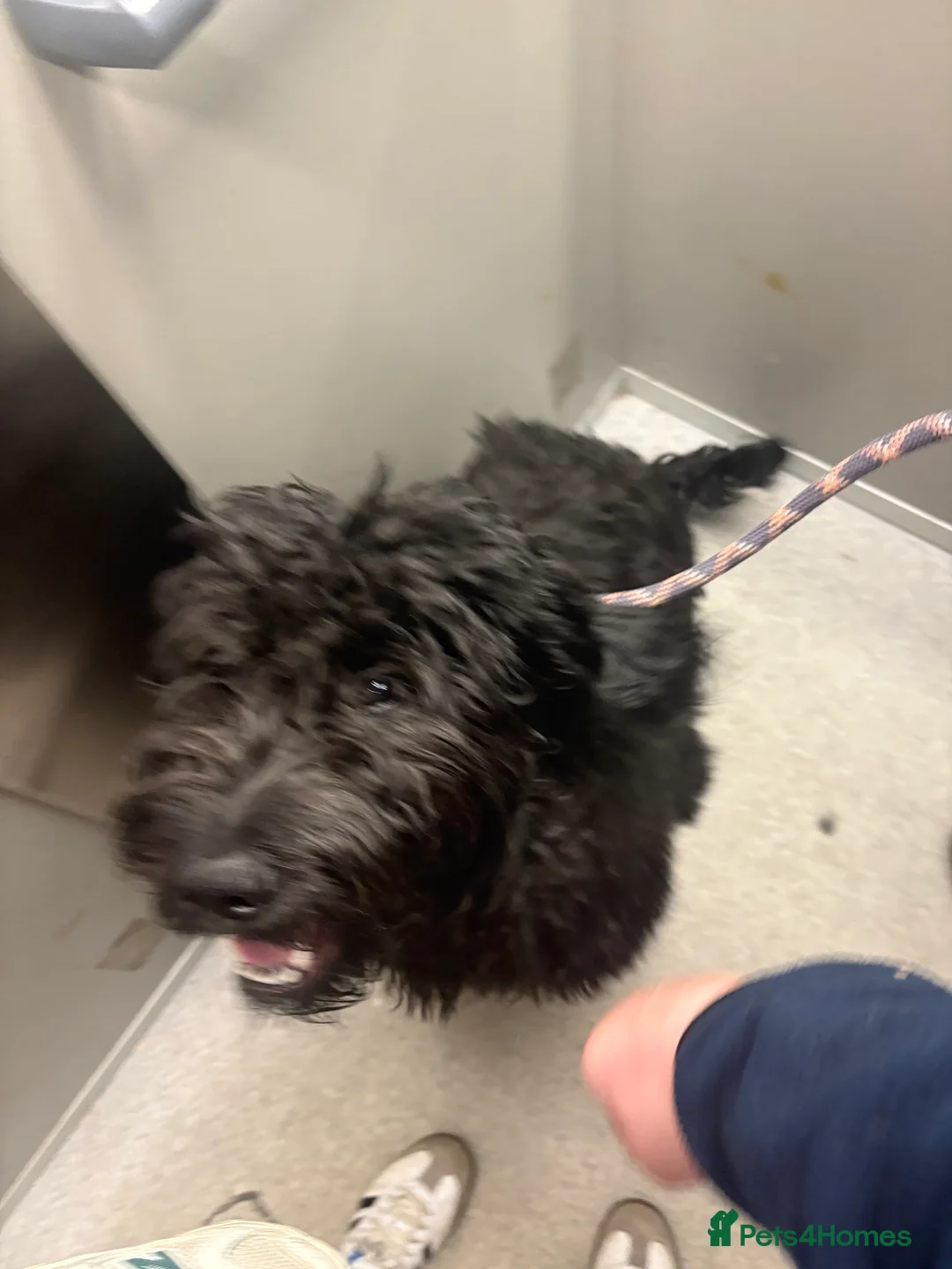 Goldendoodle dogs for sale: Golden doodle  - Advert 4