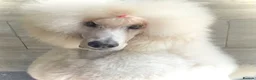 Standard Poodle dogs for sale: KC Standard Poodles due September - Advert 10