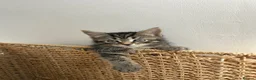 Domestic Shorthair cats for sale: 5 Tabby kittens - Advert 14