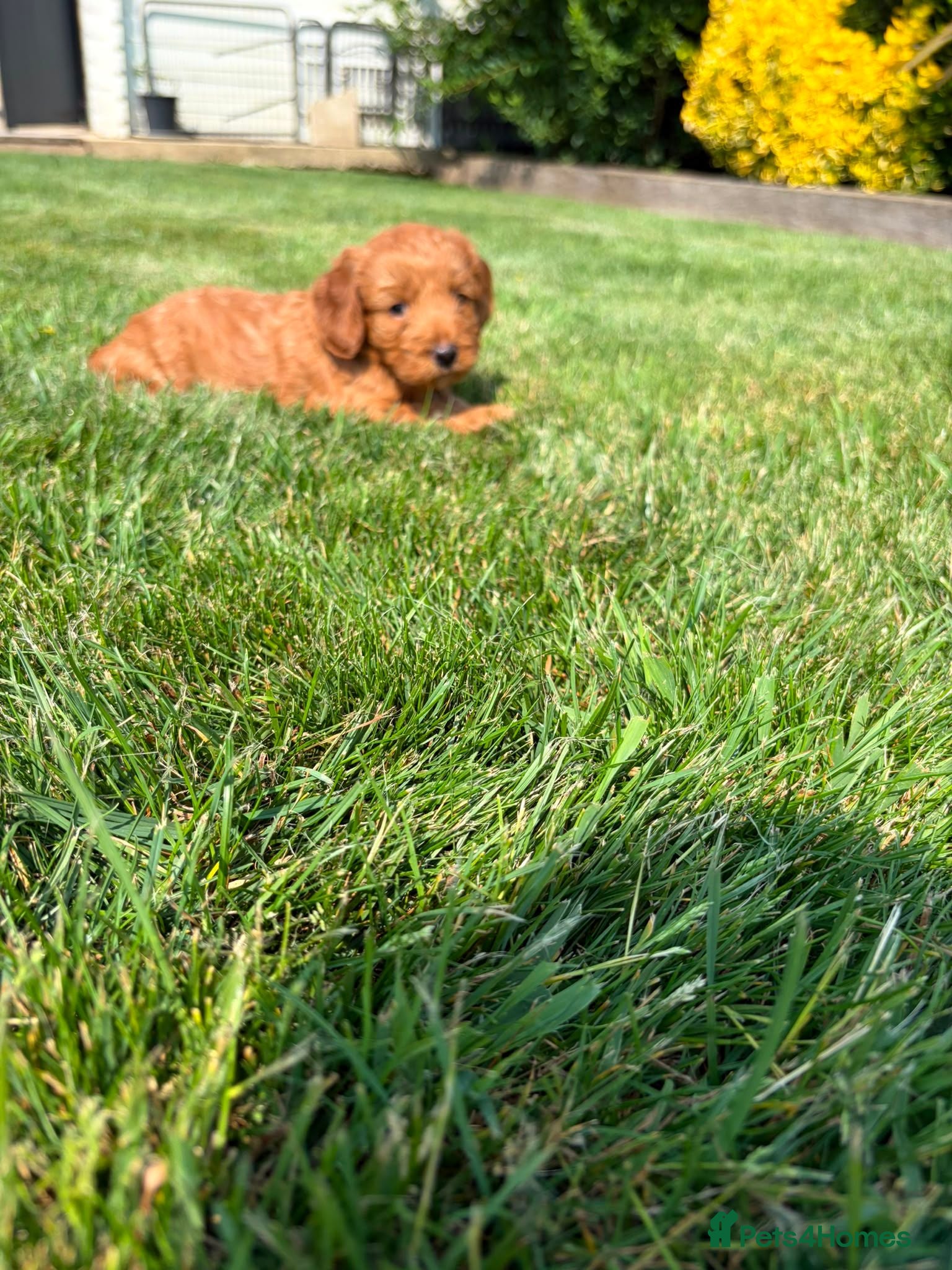 Cockapoo dogs Stunning F1 cockapoo puppies - Advert 1