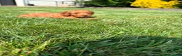Cockapoo dogs for sale: Stunning F1 cockapoo puppies - Advert 1