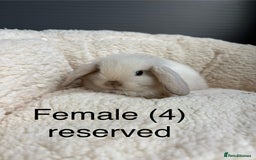 Mini Lop rabbits for sale: Stunning pure bred mini lops - Image 3