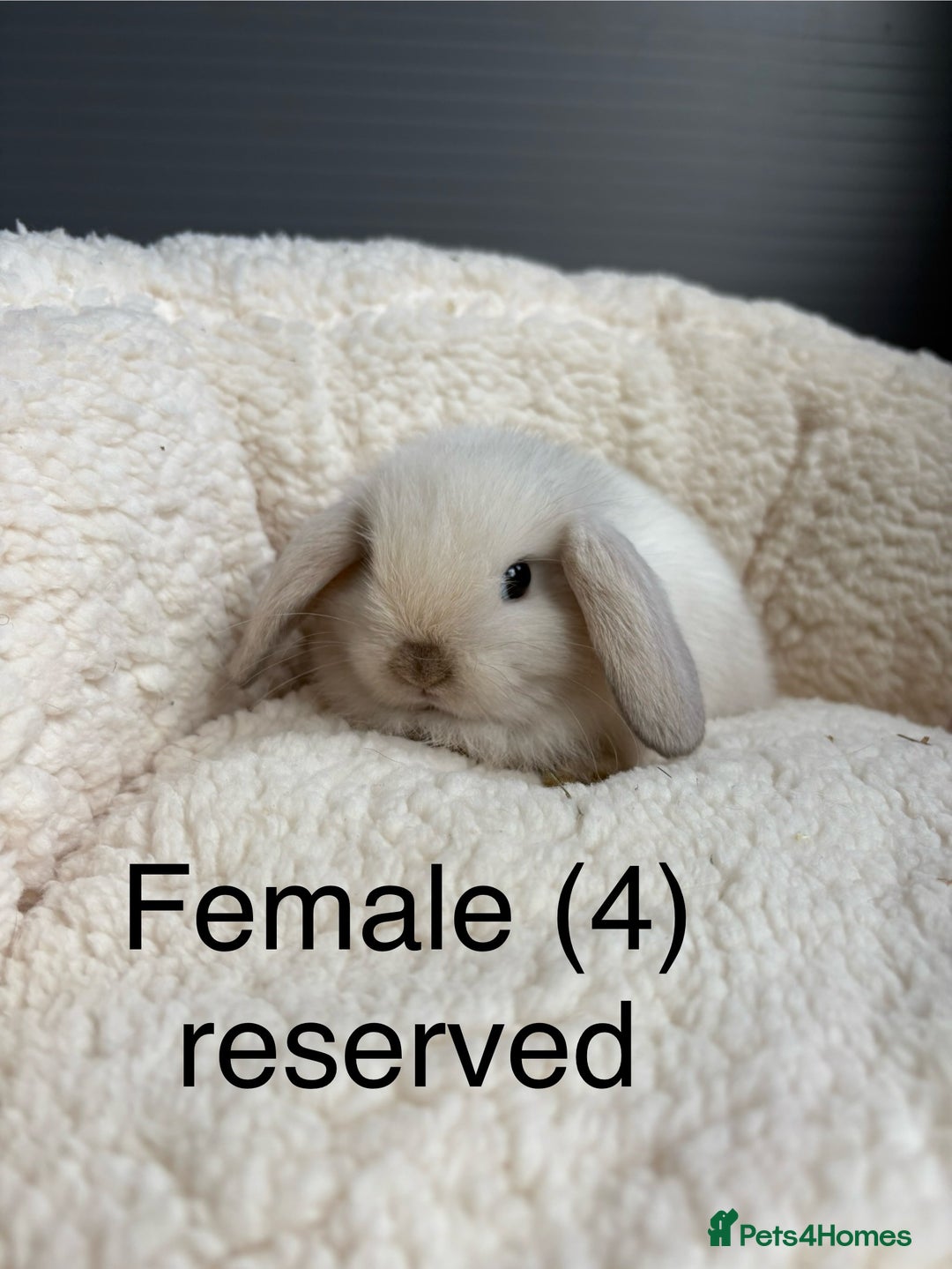 Mini Lop rabbits for sale: Stunning pure bred mini lops - Image 3
