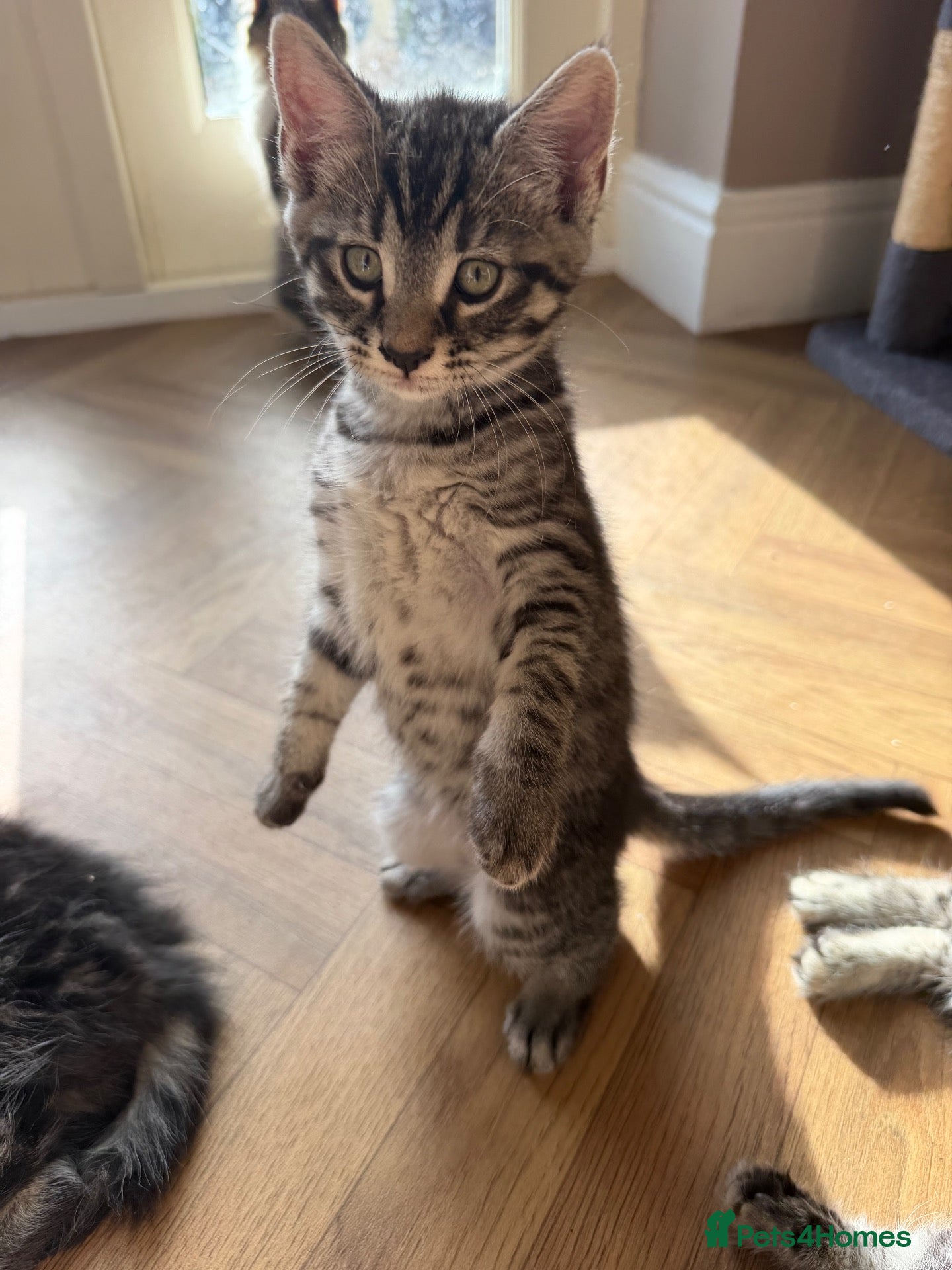 Maine Coon cats for sale: Beautiful Maine Coon x Silver British shorthair - Advert 2