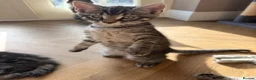 Maine Coon cats for sale: Beautiful Maine Coon x Silver British shorthair - Advert 7