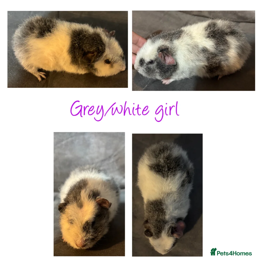 Guinea Pig rodents for sale: Baby Guineapigs x4 girls x2 boys- ready now - Advert 5