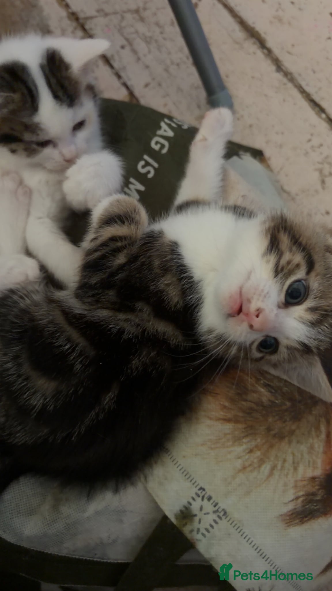 Mixed Breed cats for sale: 5 friendly playful mixed tabby kittens - Advert 8