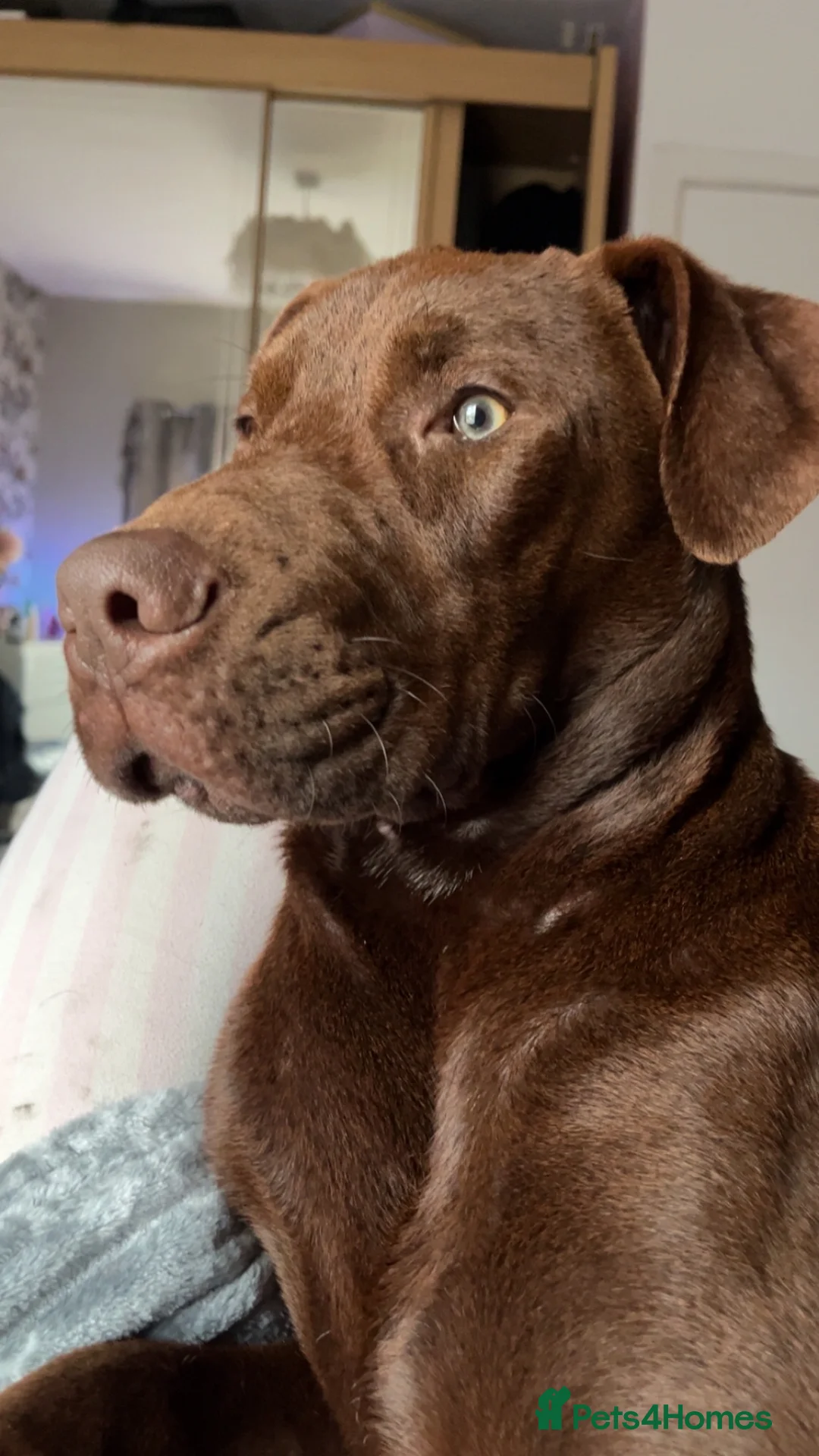 Mixed Breed dogs for sale: Presa x Doberman  - Advert 10