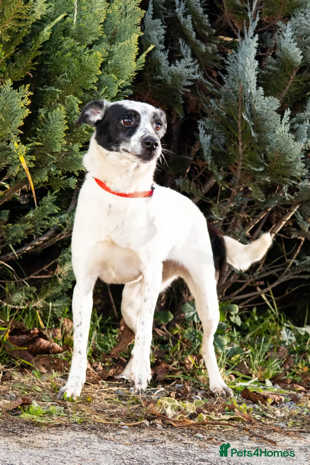Mixed Breed dogs for adoption: ❤️Lottie 4 yo low medium girl with perfect manners - Advert 5