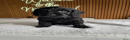 Cockapoo dogs for sale: Thick Coated Tiny Toy Cockapoo Puppies READY SOON! - Advert 21