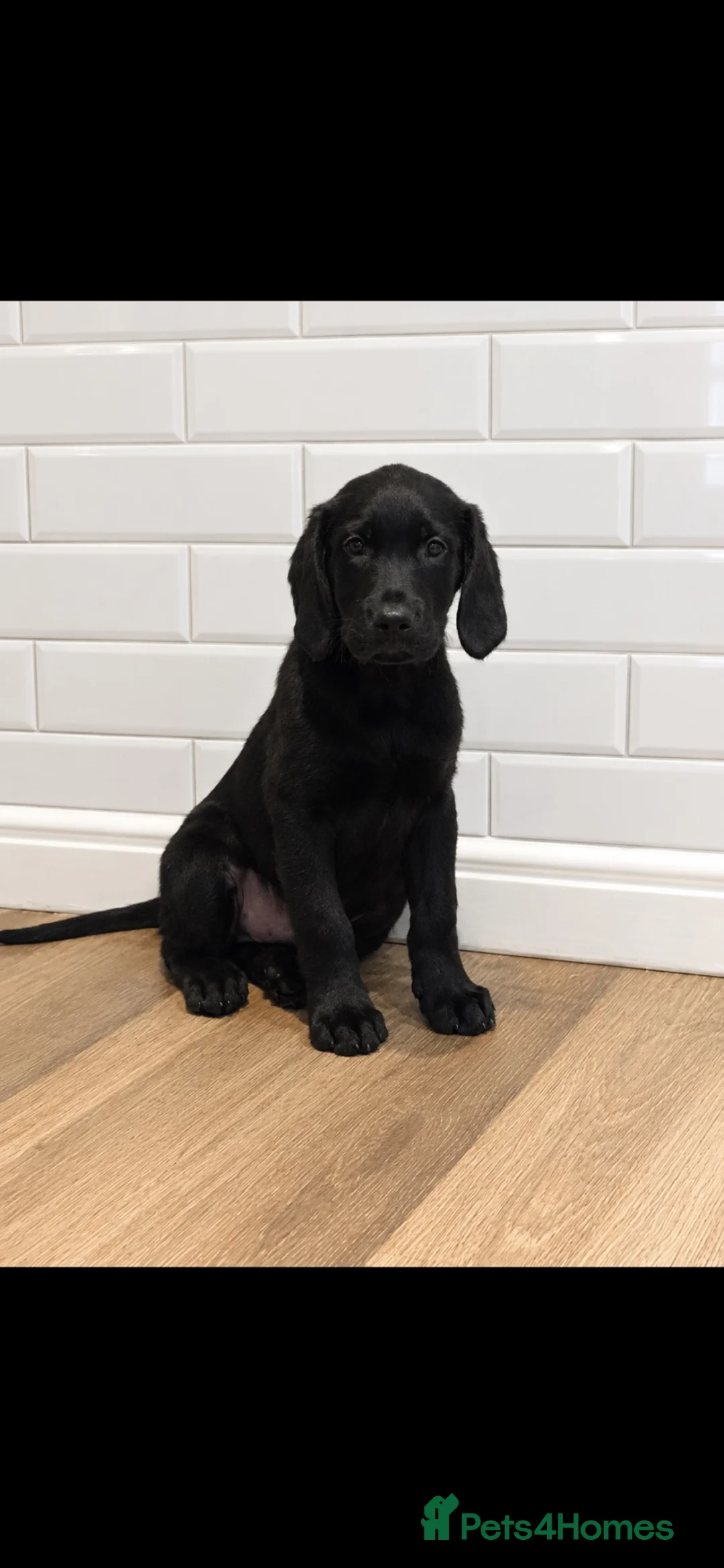 Goldador dogs for sale: Golden retriever 3/4 x 1/4 Labrador puppies - Advert 13