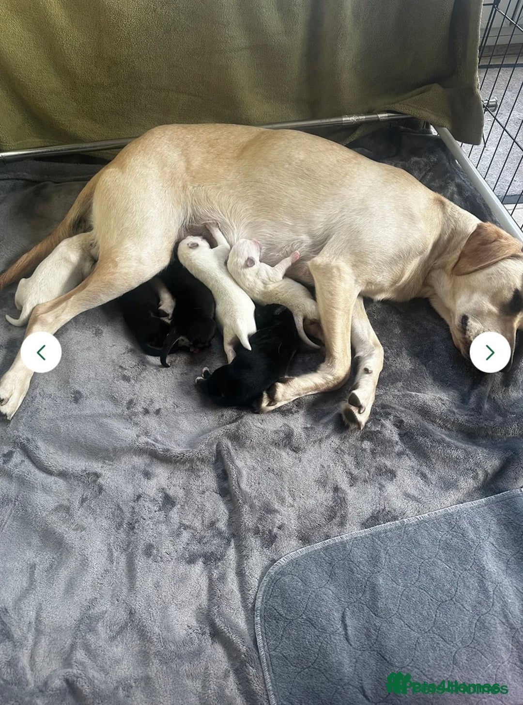 Mixed Breed dogs for sale: Huskador pup - Image 8