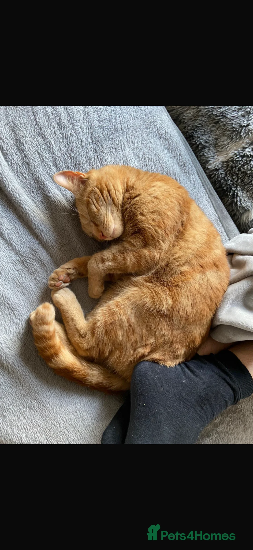 Mixed Breed cats for sale: Beautiful kittens 1 male 1 female - Advert 2