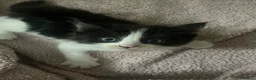 Turkish Van cats for sale: Litter of 6 kittens  - Advert 10
