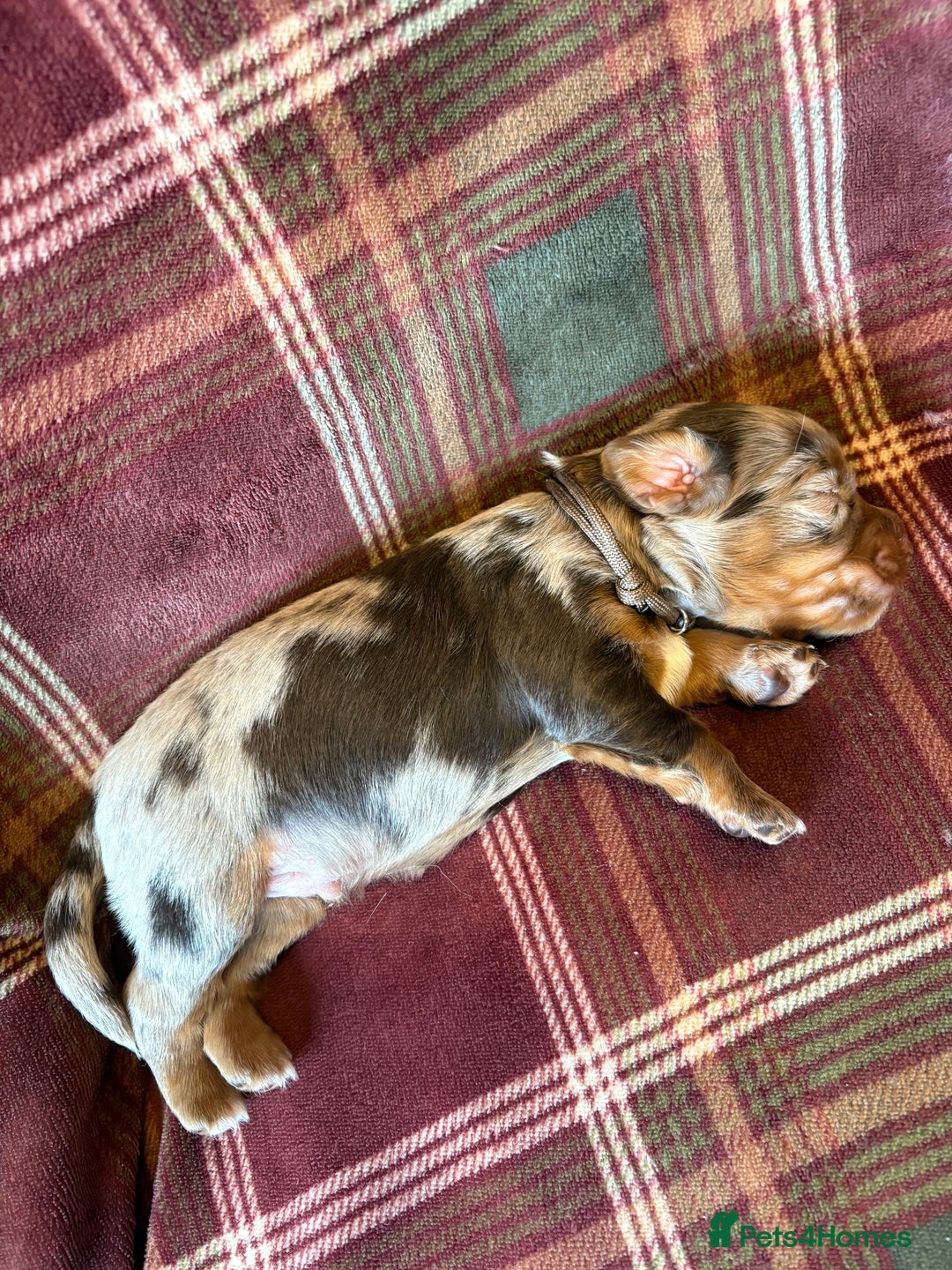 Mixed Breed dogs for sale: Beautiful Cocker X Puppies  - Advert 13