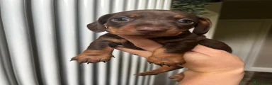 Miniature Dachshund 2