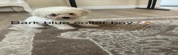 Bichon Frise dogs for sale: Bichon frise  - Advert 12