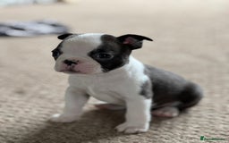 Boston Terrier dogs for sale: Gorgeous KC Boston Terrier Pups for Loving Homes - Image 16