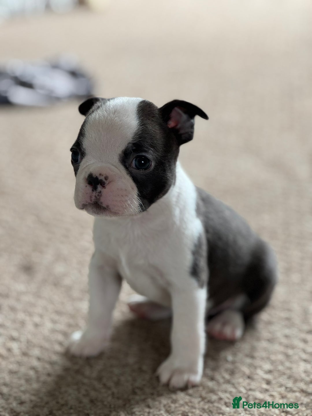 Boston Terrier dogs for sale: Gorgeous KC Boston Terrier Pups for Loving Homes - Image 16